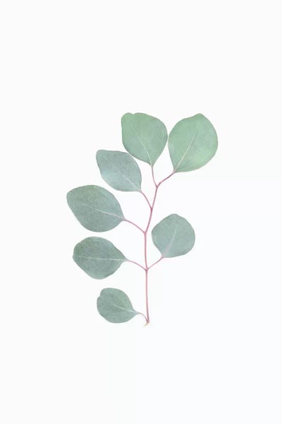 Sisi & Seb: Botanical Leaf by Sisi & Seb