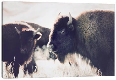 Buffalo Canvas Art Print - Vintage Styled Photography