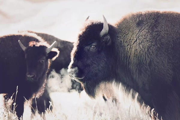 Vintage Styled Photography: Buffalo by Sisi & Seb