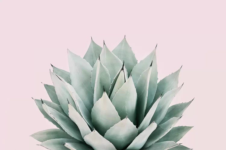 Agave