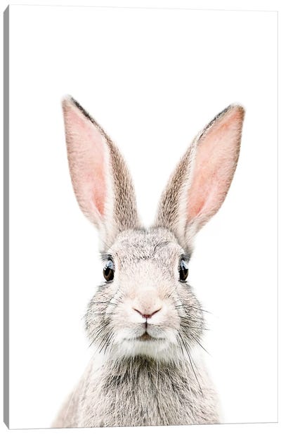 Bunny Canvas Art Print - Kids Animal Art