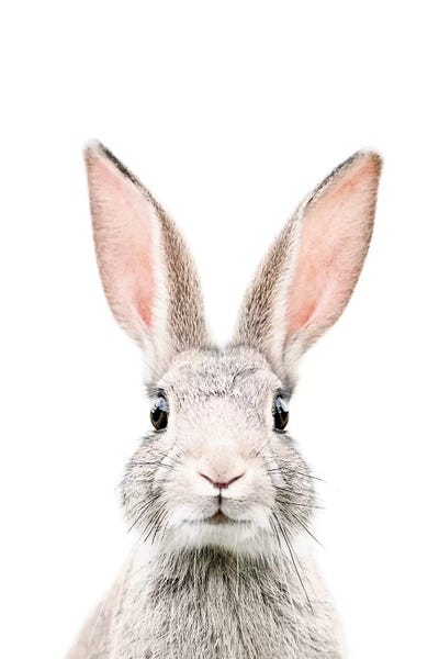 Rabbits: Bunny by Sisi & Seb