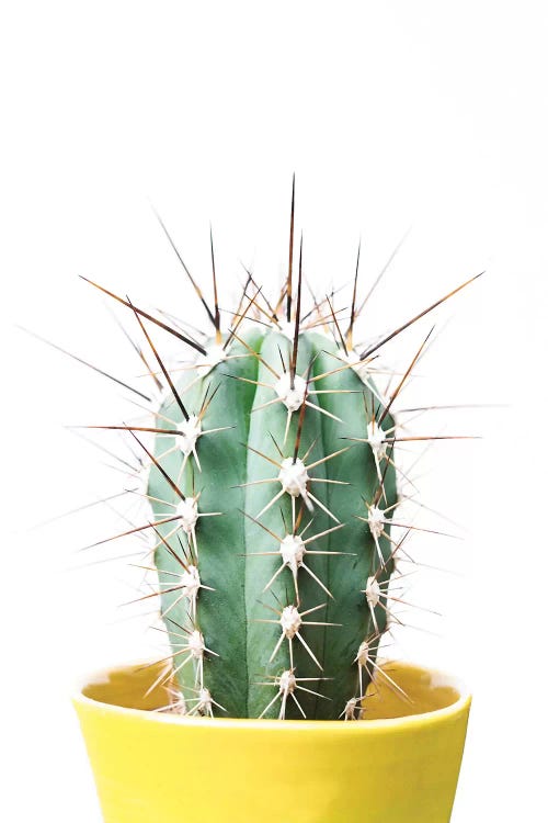 Cactus Friend
