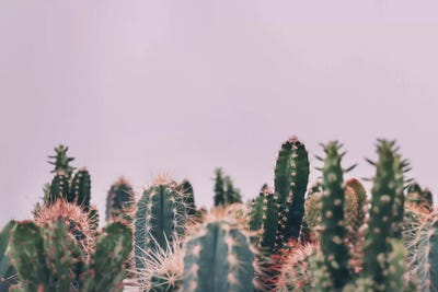 Cactus Garden by Sisi & Seb metal wall art