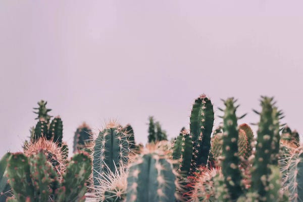 Sisi & Seb: Cactus Garden by Sisi & Seb