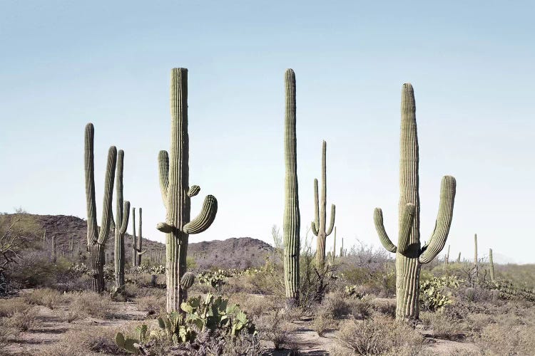 Cactus Land