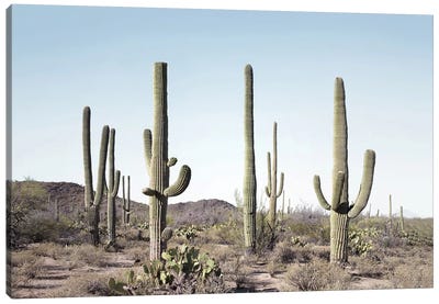 Cactus Land Canvas Art Print - Succulent Art