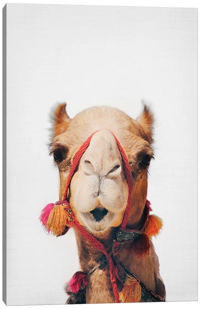 Camel Canvas Art Print