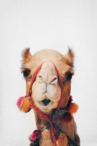 Middle Eastern Décor: Camel by Sisi & Seb