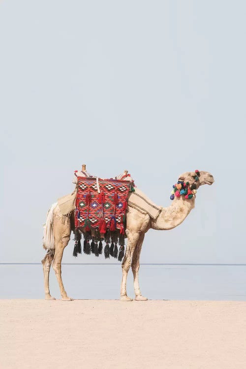 Camel in the Desert