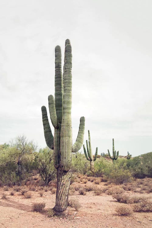 Desert Cactus by Sisi & Seb wall art