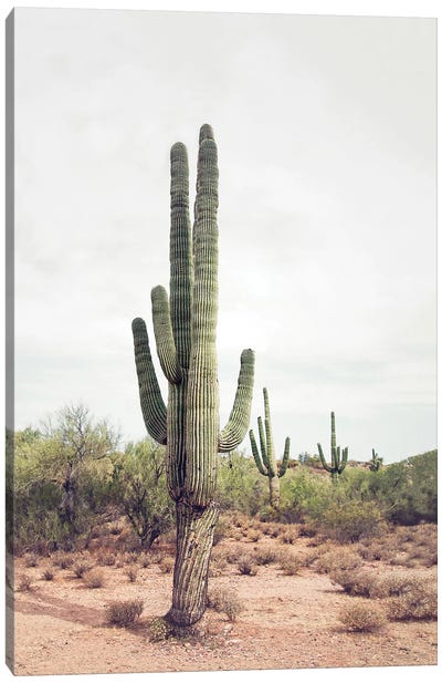 Desert Cactus Canvas Art Print - Plant Art