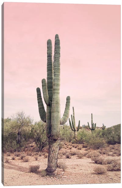 Desert Cactus Blush Canvas Art Print - Scenic & Nature Photography