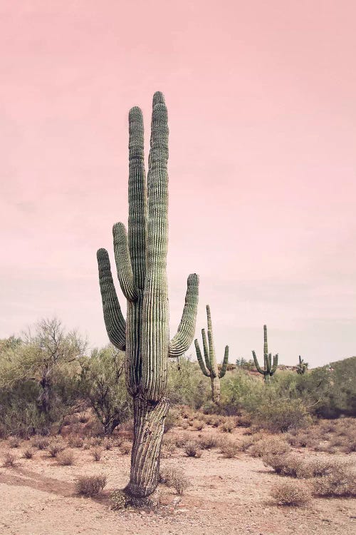 Desert Cactus Blush by Sisi & Seb wall art