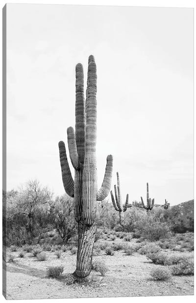 Desert Cactus In Black & White Canvas Art Print - Black & White Scenic