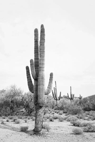 Black & White Florals: Desert Cactus In Black & White by Sisi & Seb