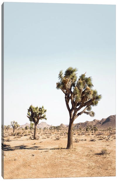 Desert Tree Canvas Art Print - Desert Landscape Photography