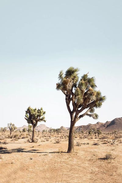 Desert: Desert Tree by Sisi & Seb