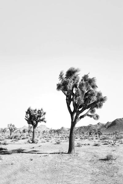 Desert Tree In Black & White by Sisi & Seb metal wall art