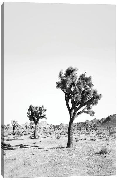 Desert Tree In Black & White Canvas Art Print - Desert Art