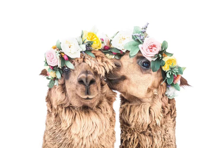 Drama Llamas by Sisi & Seb wall art