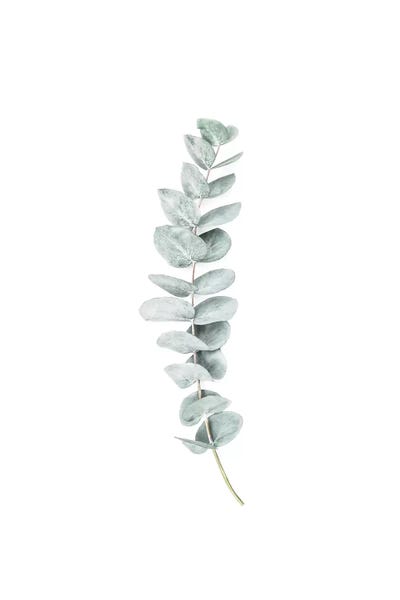 Eucalyptus I by Sisi & Seb metal wall art