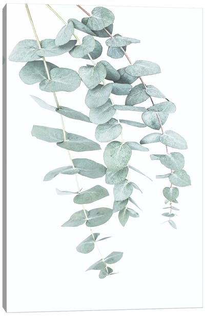 Eucalyptus II Canvas Art Print - Plant Art