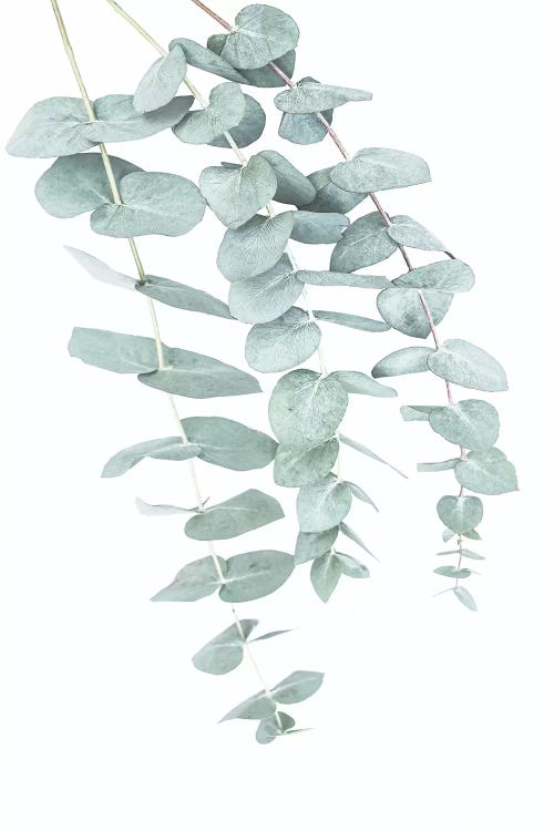 Eucalyptus II