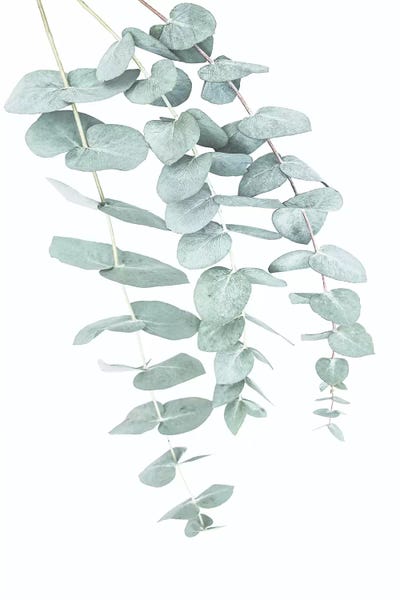 Large Minimalist Art - Canvas Prints: Eucalyptus II by Sisi & Seb