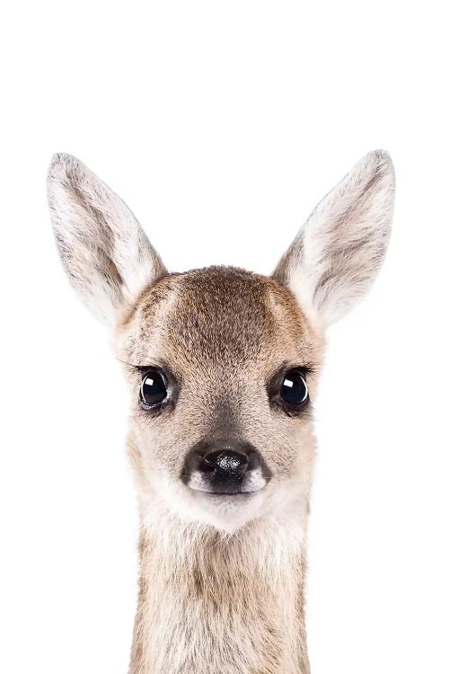 Fawn