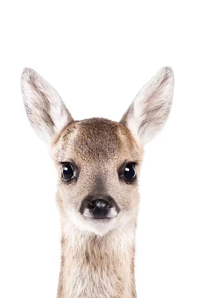 Sisi & Seb: Fawn by Sisi & Seb