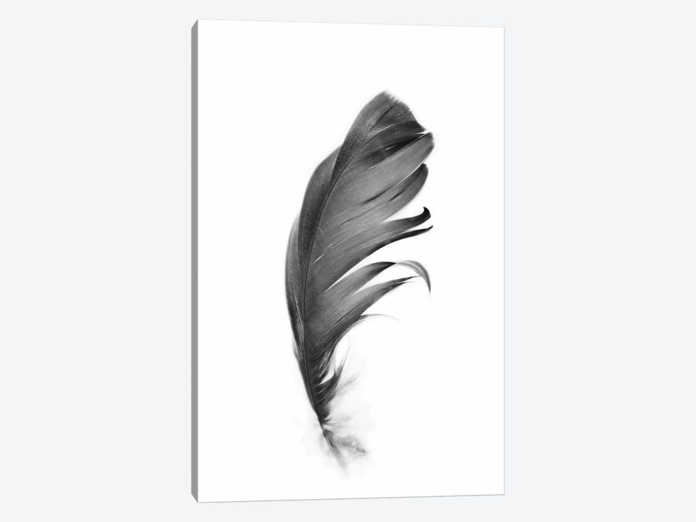 Feather by Sisi & Seb 1-piece Canvas Artwork