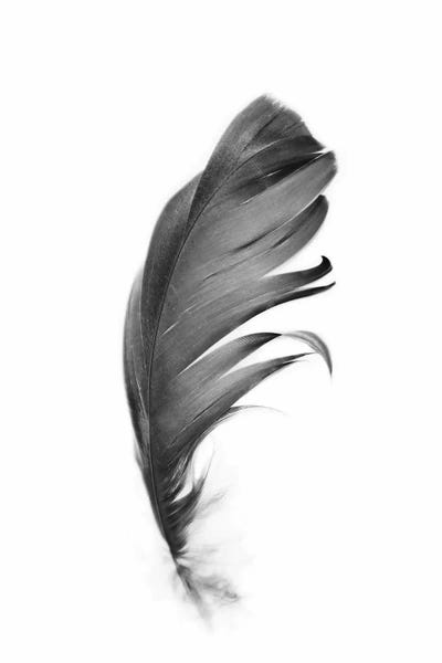 Black & White Minimalist Décor: Feather by Sisi & Seb