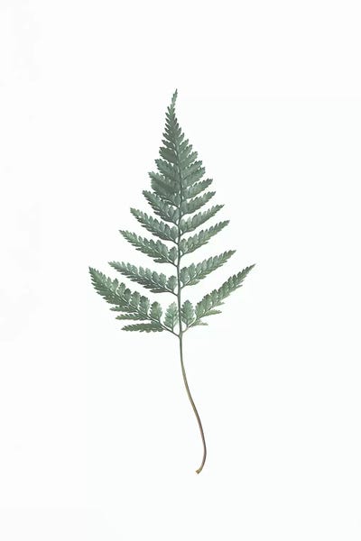 Sisi & Seb: Fern by Sisi & Seb