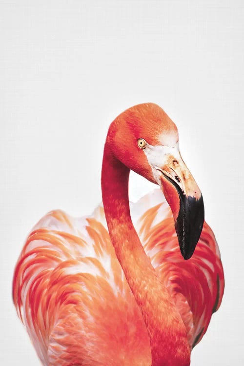 Flamingo by Sisi & Seb wall art