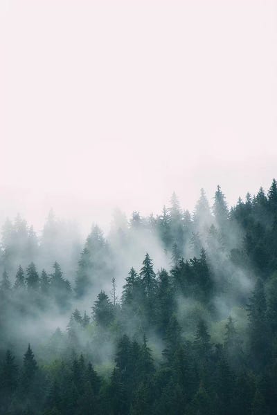 Daydream Destinations: Forest by Sisi & Seb
