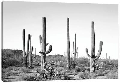 Gray Cactus Land Canvas Art Print - Black & White Art