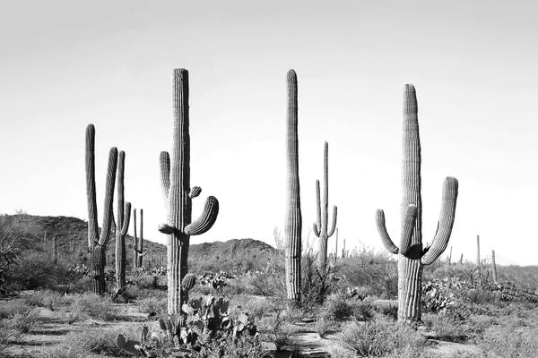 Large Black & White Art - Canvas Prints: Gray Cactus Land by Sisi & Seb