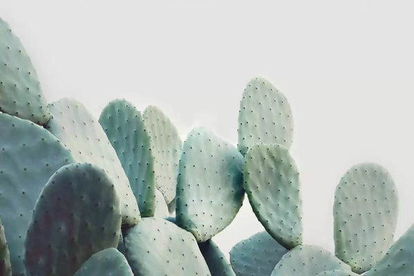 Sisi & Seb: Green Pastal Cactus by Sisi & Seb