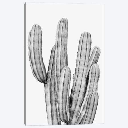 Grey Cactus Canvas Print #SSE79} by Sisi & Seb Canvas Artwork