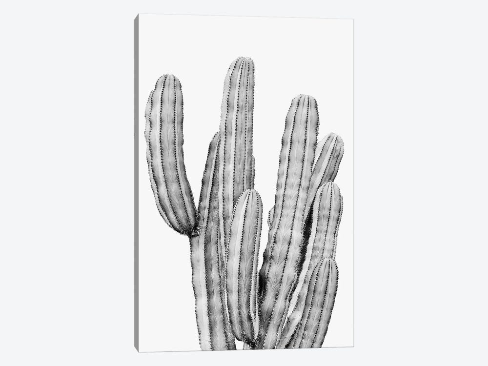 Grey Cactus by Sisi & Seb 1-piece Canvas Art