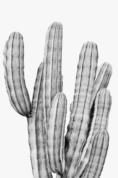 Black & White Florals: Grey Cactus by Sisi & Seb