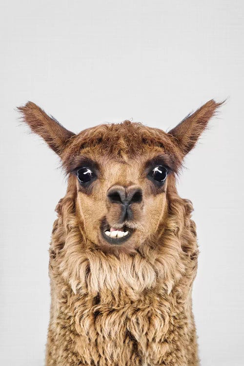 Happy Alpaca