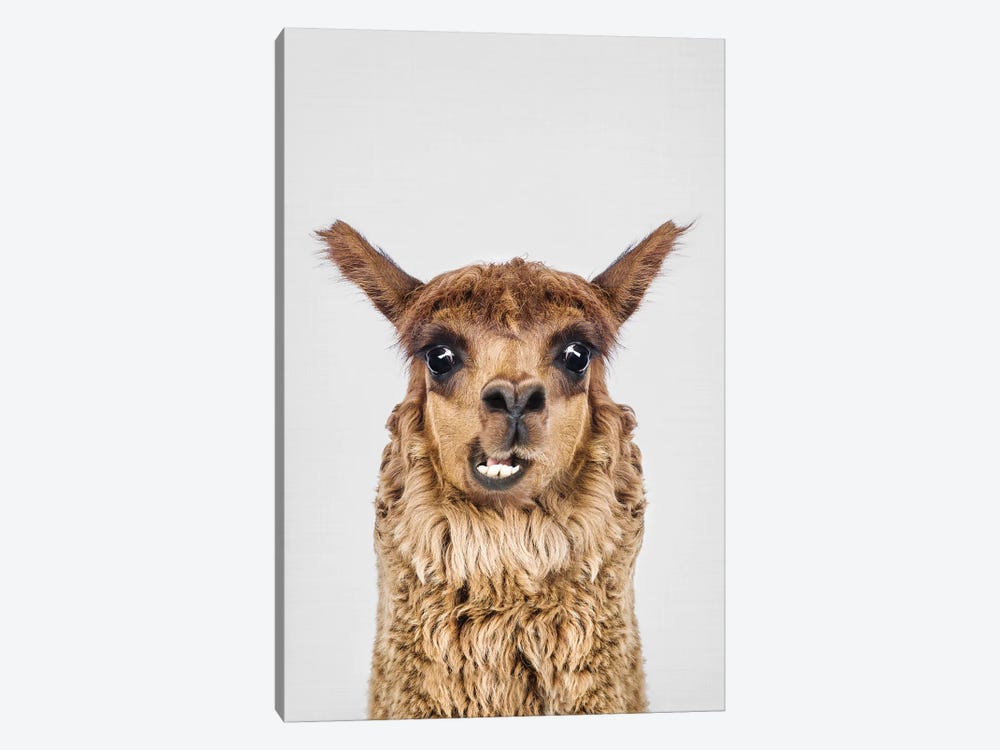 Happy Alpaca by Sisi & Seb 1-piece Art Print