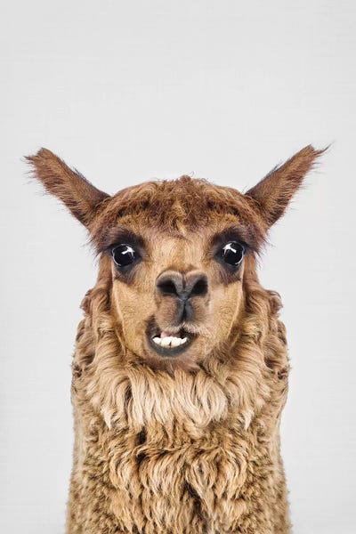 Alpacas: Happy Alpaca by Sisi & Seb