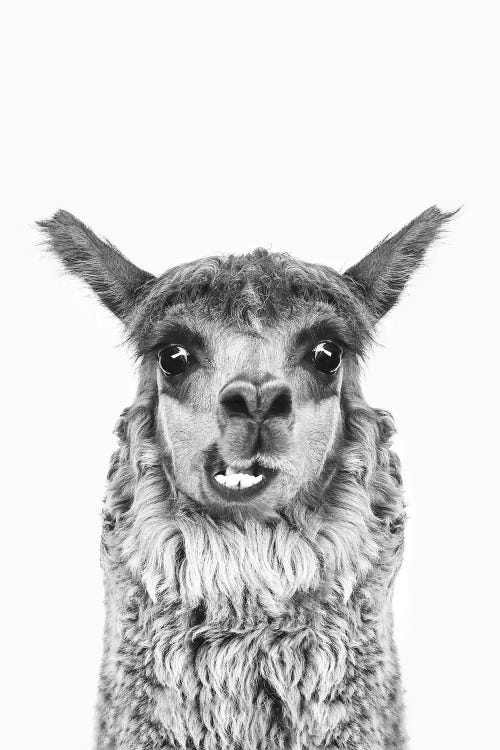 Happy Alpaca In Black & White