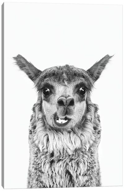 Happy Alpaca In Black & White Canvas Art Print - Llama & Alpaca Art