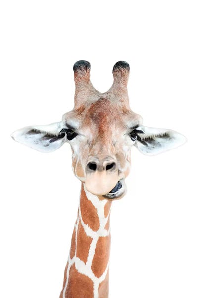 Giraffes: Happy Giraffe by Sisi & Seb