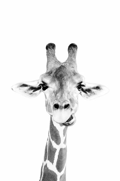 Giraffes: Happy Giraffe In Black & White by Sisi & Seb