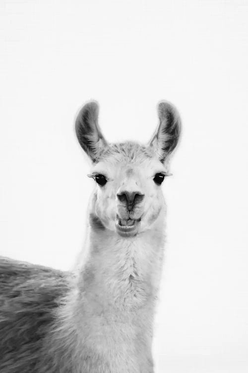 Happy Lama